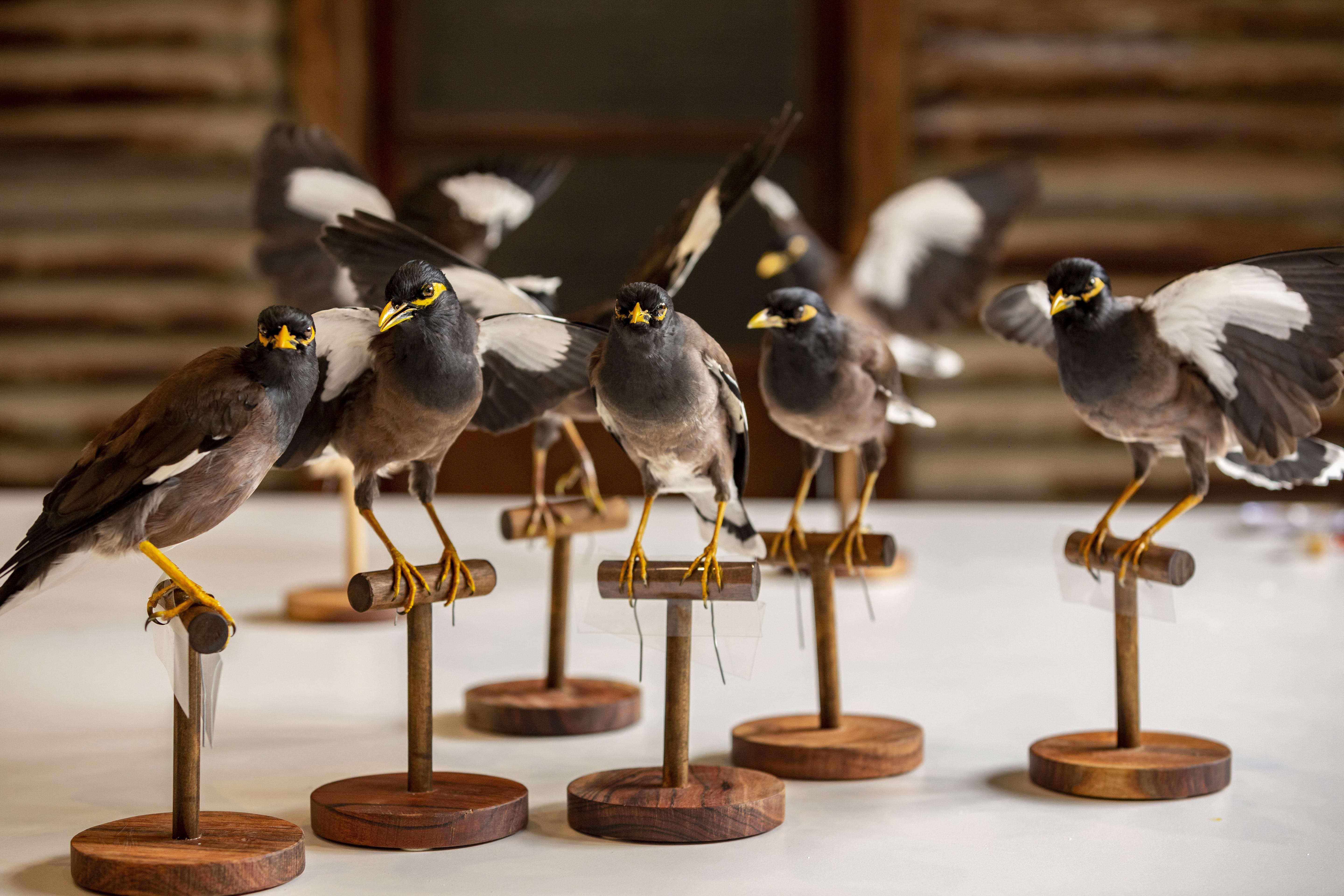 Bird taxidermy course